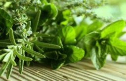 Zdrowie zaklęte w ziołach - Stefania Korżawska o ziołach