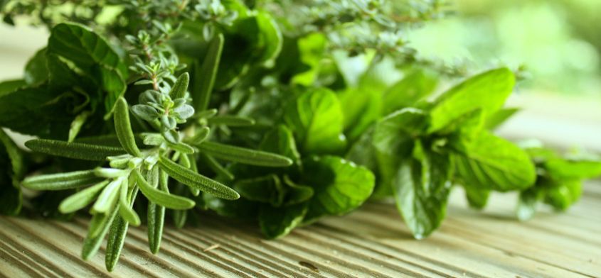 Zdrowie zaklęte w ziołach - Stefania Korżawska o ziołach