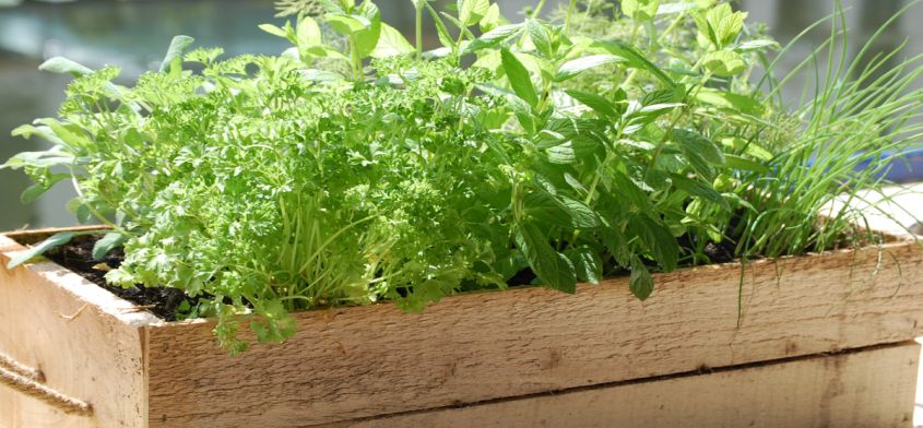 Leczenie ziołami - poznaj przydatne zioła na popularne dolegliwości