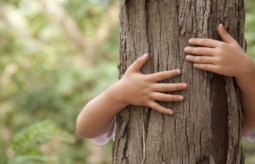 Drzewa lecznicze - wykorzystaj uzdrawiającą siłę drzew