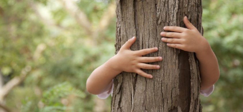 Drzewa lecznicze - wykorzystaj uzdrawiającą siłę drzew