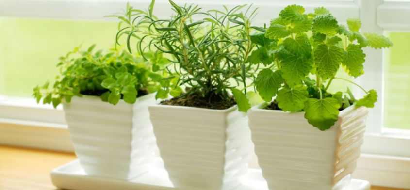 Sprawdź jakie zioła i warzywa możesz wyhodować na balkonie