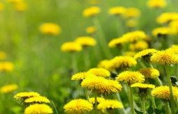 6 niezwykle wartościowych wiosennych roślin