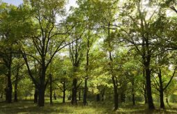 uzdrawianie drzewami - dendroterapia