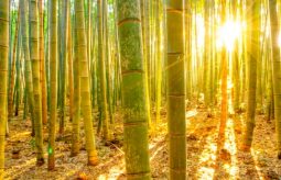 właściwości zdrowotne i kosmetyczne bambusa