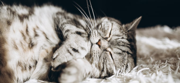 Felinoterapia - o uzdrawiającej mocy kotów