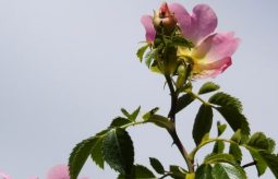 Dzika róża - właściwości i przeciwwskazania