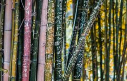Bielizna bambusowa – dlaczego warto się nią zainteresować?