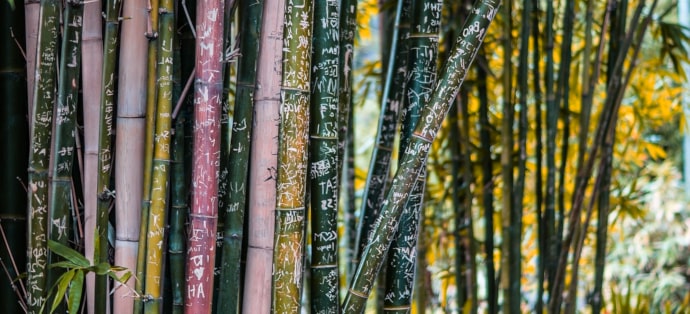 Bielizna bambusowa - dlaczego warto się nią zainteresować?