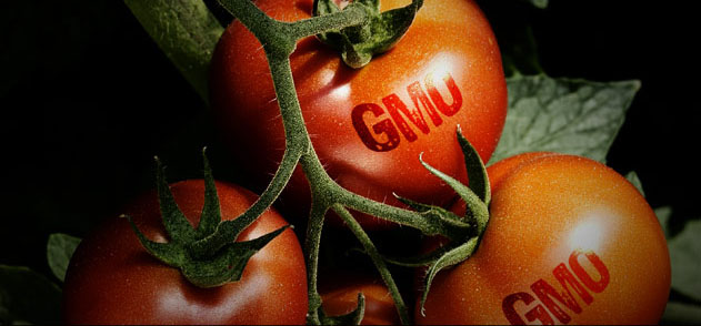 GMO, czyli globalny eksperyment żywnościowy