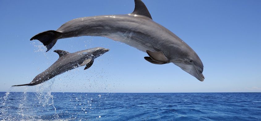 Zatoka delfinów. Niewola w kolorze błękitu