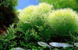Spirulina - alga o szerokim spektrum działania