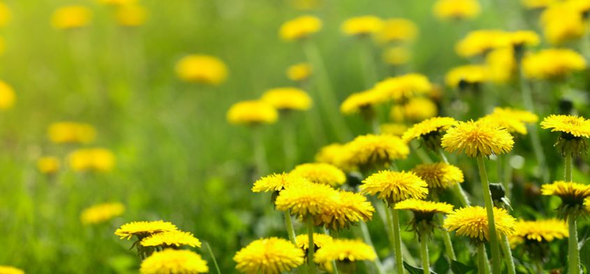 6 niezwykle wartościowych wiosennych roślin