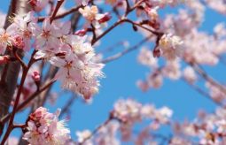 Wiśnia japońska - odmiany i właściwości