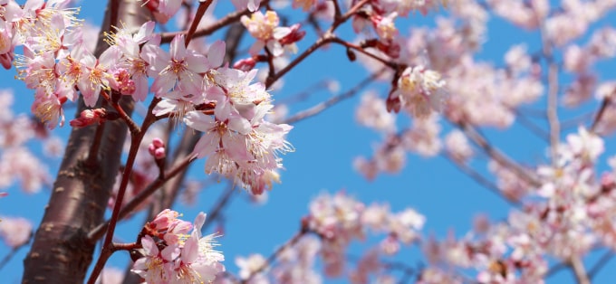 właściwości owoców i kwiatów wiśni japońskiej