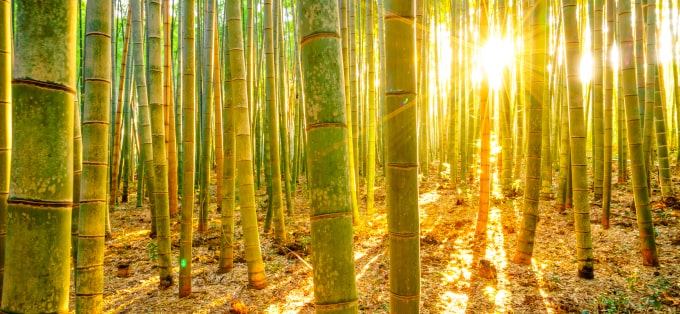 Bambus - właściwości zdrowotne i kosmetyczne