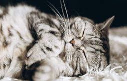 Felinoterapia – o uzdrawiającej mocy kotów
