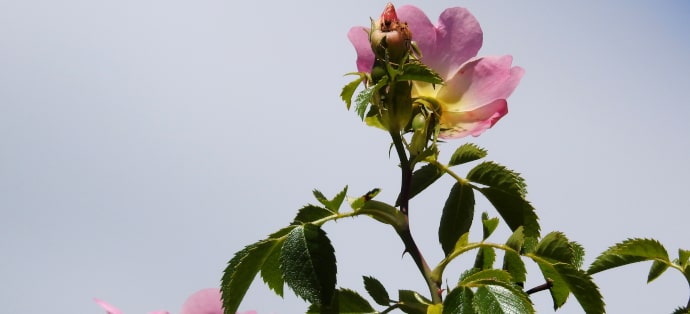 Dzika róża - właściwości i przeciwwskazania